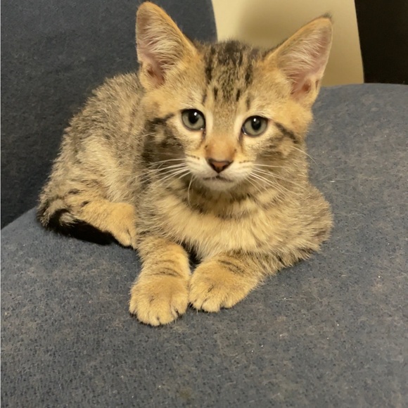 Meet your Posher, L - Picture 1 of 1